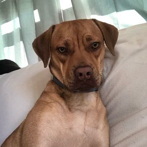 Meet your Posher, Brad